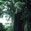 #42 Banyan Tree Canopy